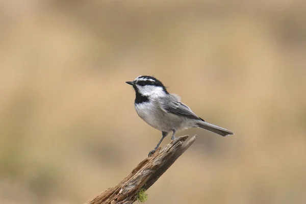 Chickadee Dağı (poecile gambeli)