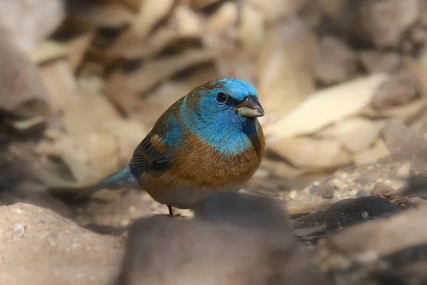 Lazuli Bunting Macho Passerina Amoena —  Fotos de Stock