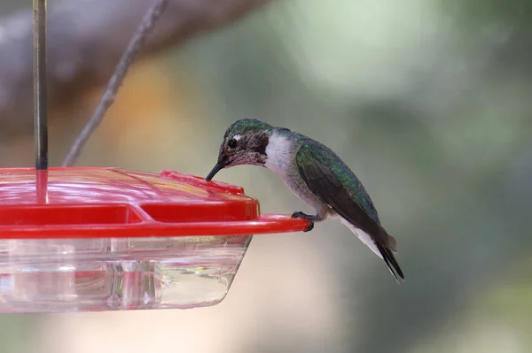 Colibrí Chinea Negra Inmaduro Archilochus Alexandri —  Fotos de Stock