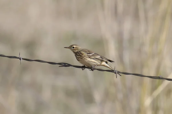 Американський Щеврик Anthus Rubescens — стокове фото