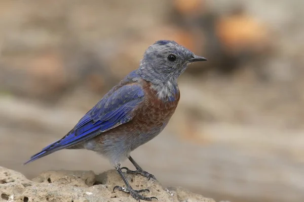 Western Bluebird Female Siala Mexicana — Stockfoto