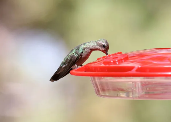 Rivoli\'s Hummingbird (Magnificent) (female) (eugenes fulgrens)