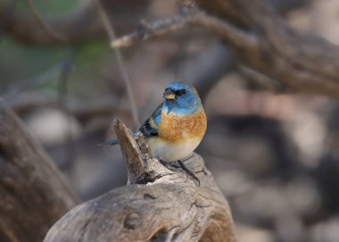Lazuli Kiraz kuşu (erkek) (passerina amoena)