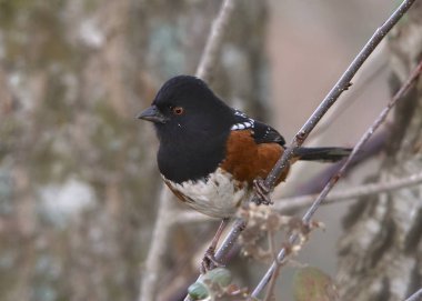 Benekli Towhee (pipilo maculatus)