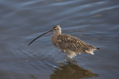 Uzun gagalı Curlew (Numenius americanus)