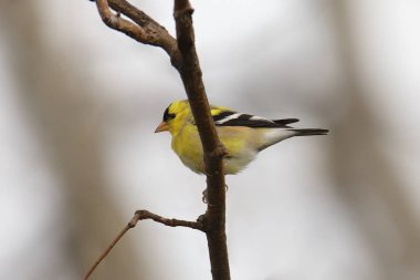 Amerikan ispinozu (erkek) (spinus tristus)