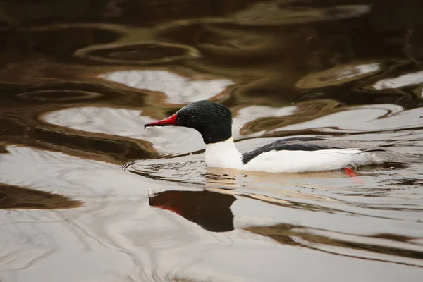 Common Merganser Mergus Merganser — стоковое фото