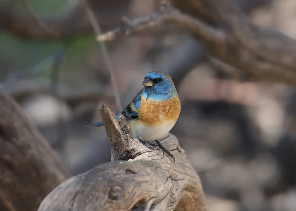 Lazuli Bunting Самец Passerina Fena — стоковое фото