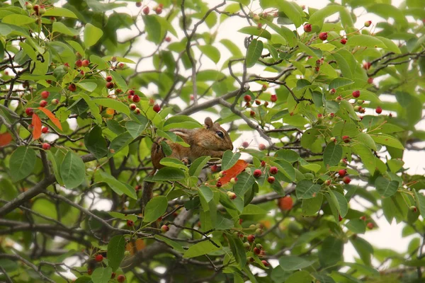 Östlig Jordekorre Tamias Striatus — Stockfoto