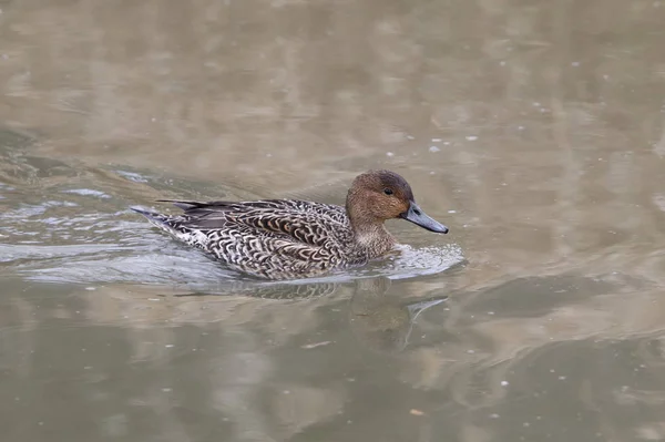 Canard Pilet Femelle Anas Acutas — Photo