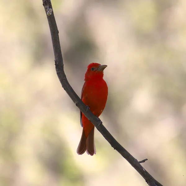 Nyári Tanager Férfi Piranga Rubra — Stock Fotó