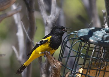 Scott's Oriole (erkek) (icterus parisorum)