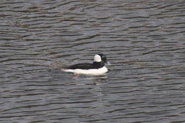 Bufflehead (erkek) (bucephala albeola)