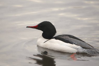 Merganser (erkek) (mergus merganser))