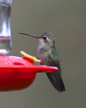 Geniş gagalı sinekkuşu (dişi) (cynanthus latirostris)