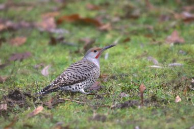Kuzey Flicker (Kırmızı saplı, erkek) (Kolaptus auratus))