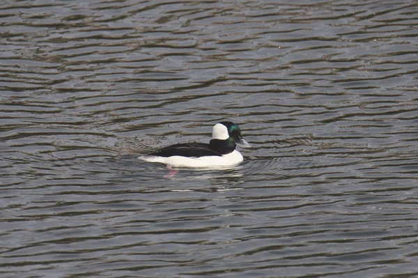 Tête Buffle Mâle Bucephala Albeola — Photo