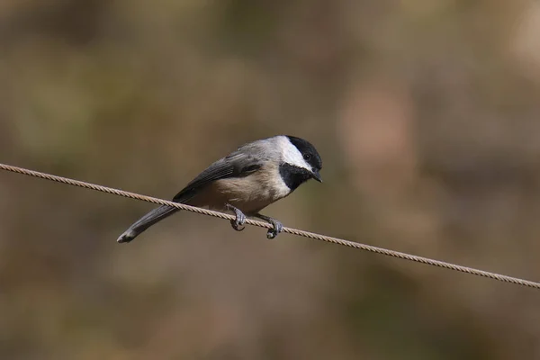 卡罗莱纳鸡 Poecile Carolinensis — 图库照片