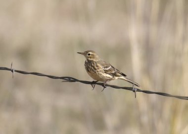 Amerikan incir kuşu (Anthus rubescens)
