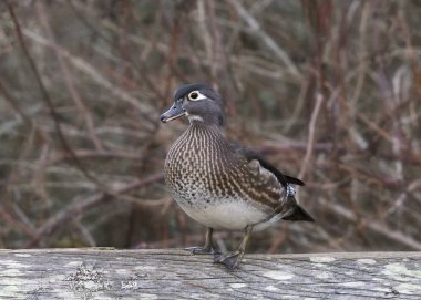 Wood Duck (kadın) (aix sponsa))