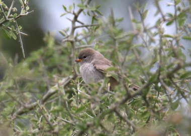 Verdin (juvenile) (auriparus flaviceps)