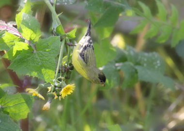 Küçük ispinoz (erkek) (spinus psaltria))