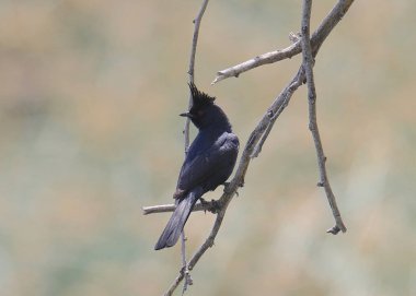 Phainopepla (erkek) (sinekkapan) (phainopepla nitens)