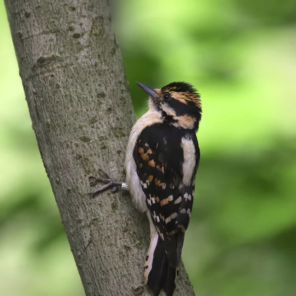 Волосатый Дятел Самка Необычного Цвета Picoides Villosus — стоковое фото