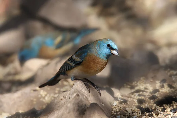 Lazuli Bunting Maschio Passerina Amoena — Foto Stock