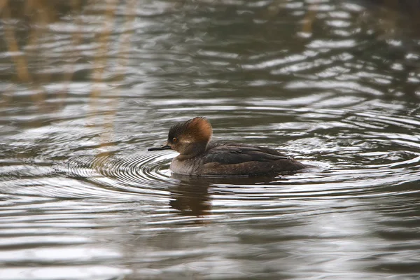 Harle Capuchon Femelle Lophodytes Culculcullatus — Photo