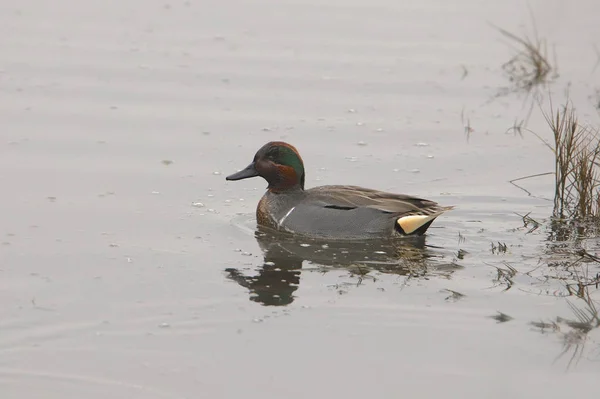 Teal Asa Verde Macho Anas Carolinensis — Fotografia de Stock