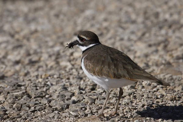 Jeleń Owadem Dziobie Charadrius Vociferus — Zdjęcie stockowe