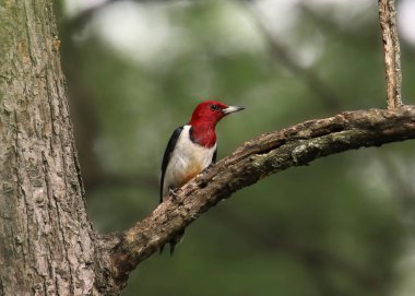 Kızıl başlı ağaçkakan (melanerpes erythrocephalus)