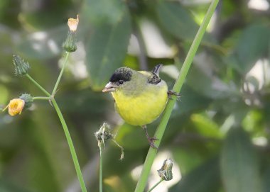 Küçük ispinoz (erkek) (spinus psaltria))