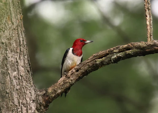 Pájaro Carpintero Pelirrojo Melanerpes Erythrocephalus — Foto de Stock