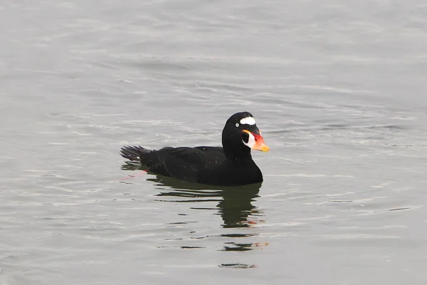 Surf Scoter Melanitta Perspicillata — стоковое фото