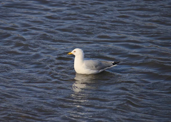 Gabbiano Dal Becco Anello Larus Delawarensis — Foto Stock