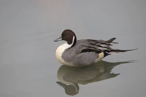 Pintail Norte Macho Anas Acutas — Fotografia de Stock