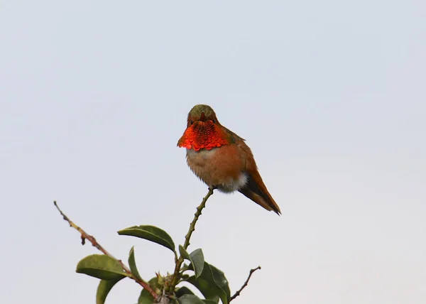 Allen Hummingbird Male Selasphorus Sasin — стоковое фото