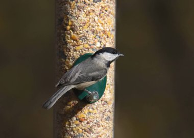 Carolina Chickadee (poecile carolinensis) bir tohum yiyiciden yiyor