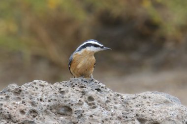 Kırmızı göğüslü Nuthatch (sitta canadensis)