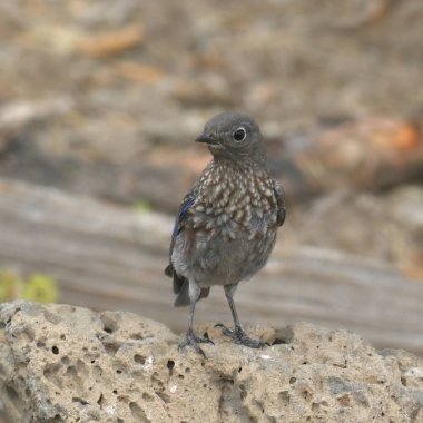 Batı Bluebird (olgunlaşmamış) (sialia mexicana))
