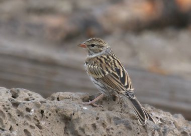 Brewer 's Sparrow (spizella breweri)
