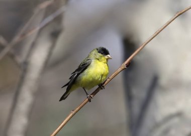 Küçük ispinoz (erkek) (spinus psaltria))
