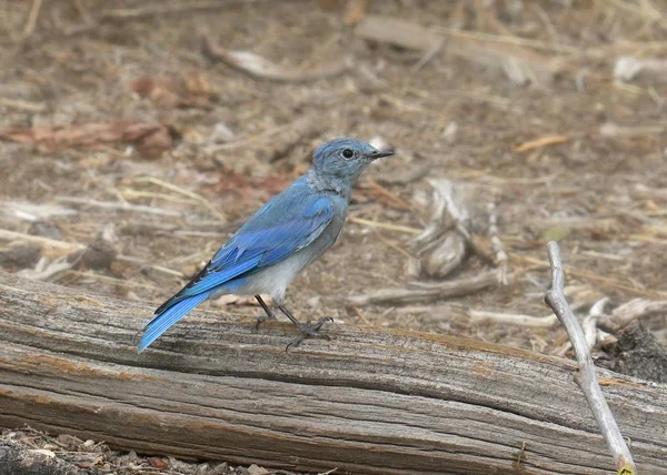 Mountain Bluebird Samec Sialia Currucoides — Stock fotografie