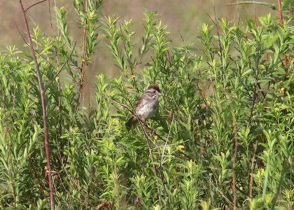 Swamp Sparrow Мелодія Джорджіани — стокове фото