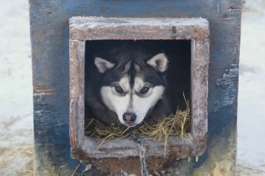 Alaskan Sled Dog in it's kennel (canis lupus familiaris) clipart