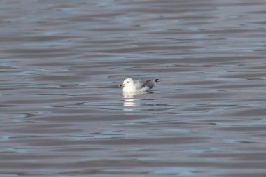 Halka gagalı Martı (üremeyen) (larus delawarensis))