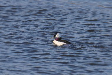 Bufflehead (erkek) (bucephala alabeola)