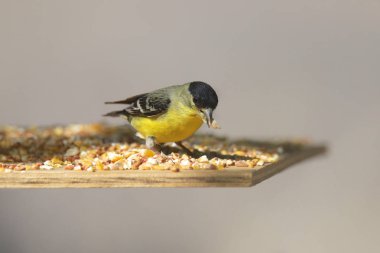 Küçük ispinoz (erkek) (spinus psaltria))